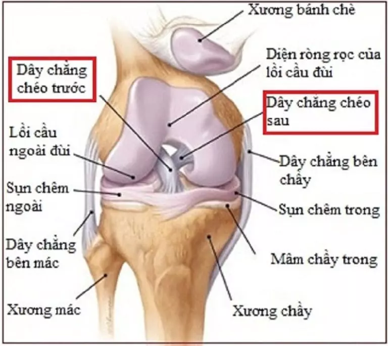 Đứt dây chằng trong có dấu hiệu gì?